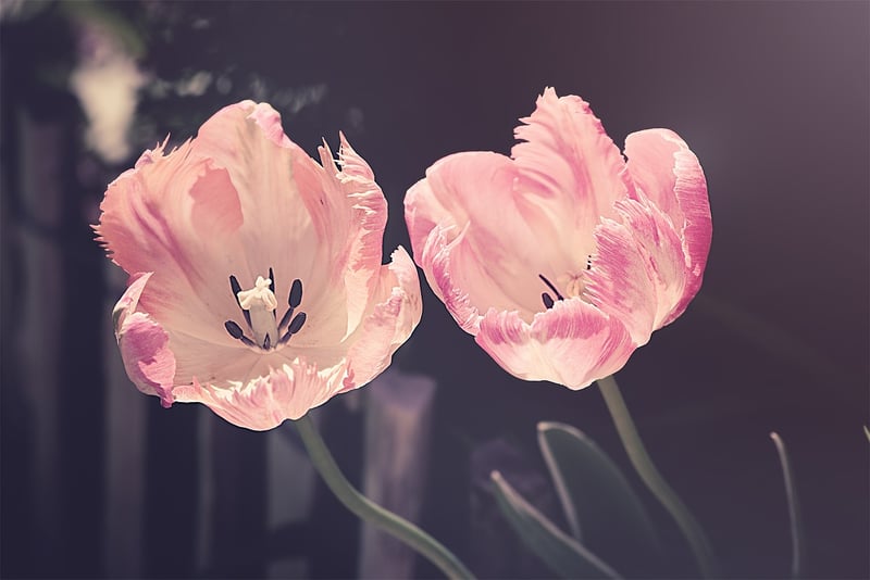 Spring Garden