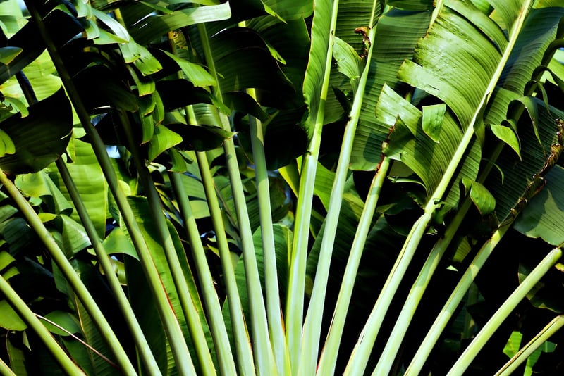 Vertical Gardens