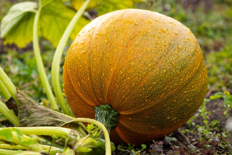 Fall Garden