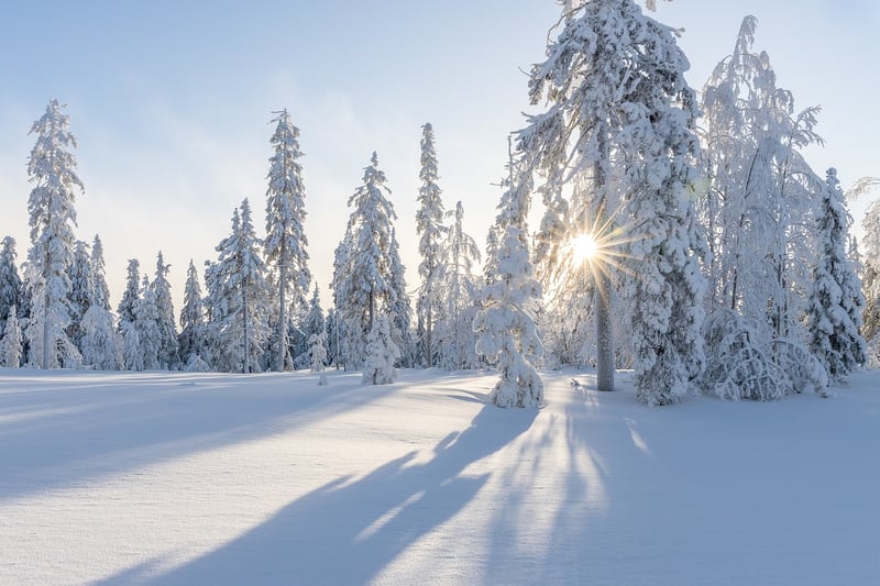 Winter Garden